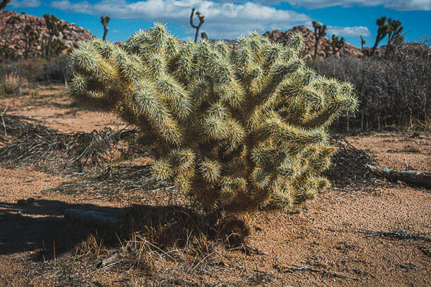 Riverside y el Silencio Místico de Joshua Tree | Rhual