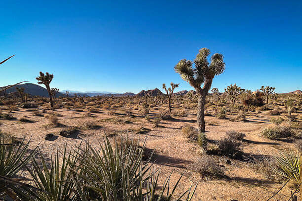 Riverside y el Silencio Místico de Joshua Tree | Rhual